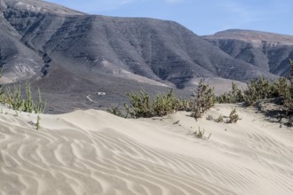 Dune landscape, Playa de Famara, Lanzarote, Canary Islands, Spain, Europe