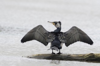 Cormorant spreading its wings on a tree trunk, Hesse, Germany, Europe