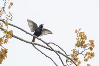 A common starling (Sturnus vulgaris) with spread wings on a branch with yellow leaves, courtship