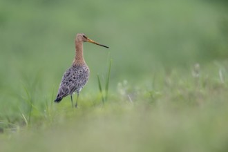 Black-tailed godwit (Limosa limosa), Lower Saxony, Germany, Europe