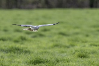 Hen harrier (Circus cyaneus), Emsland, Lower Saxony, Germany, Europe