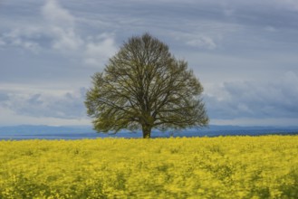 Lime tree (Tilia) on the Hödinger Berg, Hödingen, Lake Constance district, Upper Swabia,