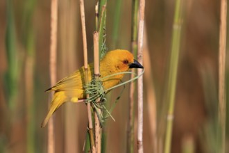 Eastern golden weaver (Ploceus subaureus), adult, male, starts nesting, Saint Lucia Estuary,