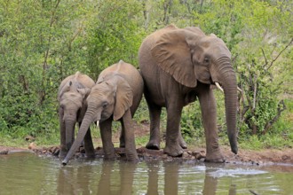 African elephant (Loxodonta africana), juvenile, mother, adult, female, mother with two juveniles,