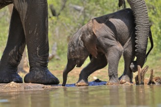 African elephant (Loxodonta africana), young animal, with mother, baby elephant, calf, at the