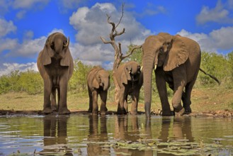 African elephant (Loxodonta africana), adult, juvenile, group with juveniles, at the water,