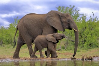 African elephant (Loxodonta africana), juvenile, mother, adult, female, mother with juvenile, at