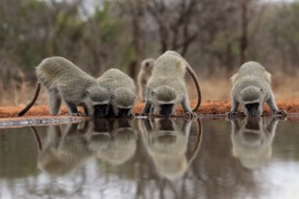 Vervet Monkey (Chlorocebus pygerythrus), adult, group, drinking, at the water, Kruger National