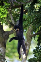 Southern Yellow-cheeked gibbon (Nomascus gabriellä), adult, male, hanging in tree, swinging from