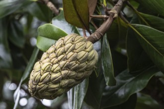 Seed stand of the Southern magnolia (Magnolia grandiflora), Berggarten Hannover, Lower Saxony,