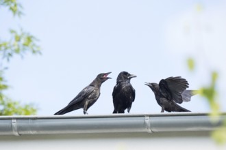 Two juvenile crows (Corvus corone) beg the adult bird for food on a roof, Hesse, Germany, Europe