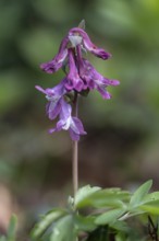 Hollow larkspur (Corydalis cava), Bad Iburg, Lower Saxony, Germany, Europe