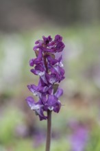 Hollow larkspur (Corydalis cava), Bad Iburg, Lower Saxony, Germany, Europe