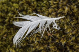 Feather on moss, Drangsnes, Westfjords