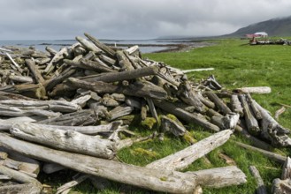 Driftwood, Reykjarfjörður, Strandir, Árnes, Westfjords, Iceland, Europe