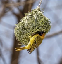 Southern masked weaver (Ploceus velatus) sitting on a weaver bird's nest, Etosha National Park,