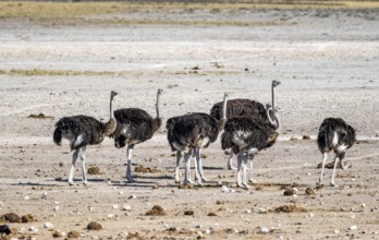 African ostrich (Struthio camelus), group of six adult females, Nebrowni waterhole, Etosha National