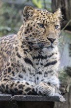 Amur leopard (Panthera pardus orientalis), portrait, Nordhorn Zoo, Lower Saxony, Germany, Europe