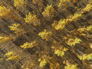 European Aspen (Populus tremula) in autumnal colours. Cultivated for timber. Aerial view. Drone