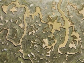 Network of channels and streams at low tide. In the marshland of the Piedras River. Aerial view.