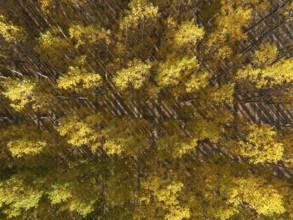 European Aspen (Populus tremula) in autumnal colours. Cultivated for timber. Aerial view. Drone