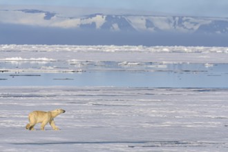 Polar bear (Ursus maritimus), goes, pack ice, ice floes, Svalbard, Norway, Europe