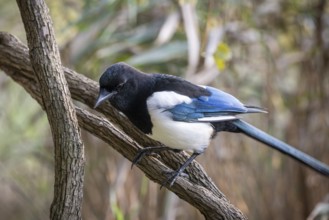 Magpie sitting on a branch with contrasting blue, black and white feathers, Botanic Garden or