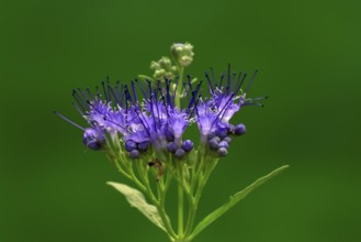 Clandon caryopteris (caryopteris x clandonensis), flower, flowering, Germany, Europe