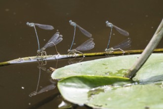 Azure damselflies (Coenagrion puella) laying eggs, Emsland, Lower Saxony, Germany, Europe