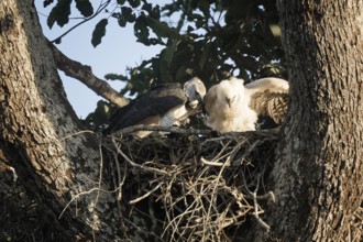 Female Harpy eagle, Harpia harpyja, feeding her 4 month old chick, Alta Floresta, Amazon, Brazil,