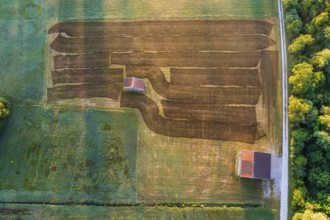 Aerial view of a meadow fertilised with liquid manure in the morning light, summer, Alpine