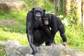 Chimpanzee (Pan troglodytes troglodytes), mother, female, young animal, social behaviour,