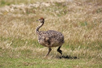 South African ostrich (Struthio camelus australis), juvenile running, Cape of the Good Hope, Table