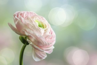 Single light pink Ranunculus flower on blurry background. KI generiert, generiert, AI generated