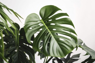 Leaf of Monstera Deliciosa houseplant. KI generiert, generiert AI generated