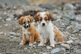 Two cute Tibetan terrier pups sitting on a rocky ground, AI generated