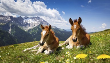 KI generated, Two young brown foals resting on an alpine meadow, Studio, AI generated