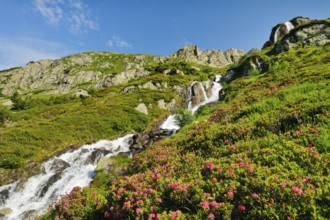 Alpine Wysse stream plunges over boulders into the depths, blooming alpine roses in the foreground,