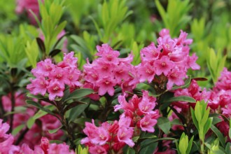 Rusty-leaved alpenrose, Rhododendron ferrugineum, Swiss Alps