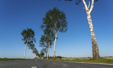 Birch avenue, country road, near the village of Katzem, Heinsberg district, wind farm, North