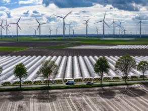 Agriculture, large areas with foil tunnel, for the cultivation of strawberries, freshly cultivated