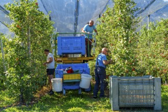 Apple-growing region in the Adige Valley, South Tyrol, large areas under cultivation, in South