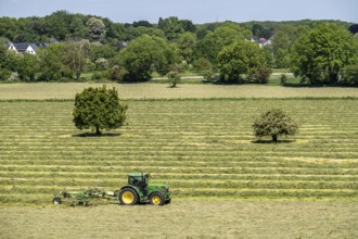 Hay harvest, in a meadow near Duisburg-Baerl, tractor with roundabout tedder, a hay tedder that