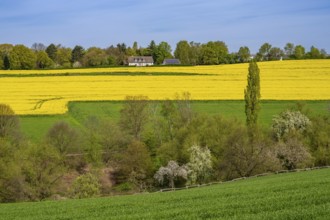 Spring, rape field in bloom, between Rohmbachtal and Rossenbecktal, half-timbered house, farm, in