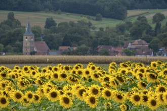 Landscape with a field of sunflowers (Helianthus annuus), in the background a village in Alsace,