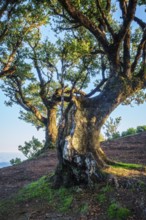 Centuries-old til trees in fantastic magical idyllic Fanal Laurisilva forest on sunrise. Madeira