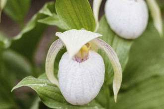 Beautiful orchids of different colors on green background in the garden. Lady's-slipper hybrids.