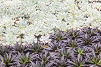 Small succulent plants background. greenhouse, top view, floral texture