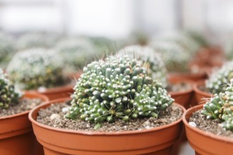 Beautiful succulent plant in greenhouse. Closeup, floral patterns, selective focus