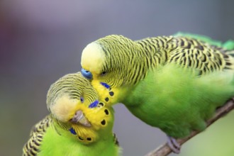 Close-up of two budgies that obviously like each other